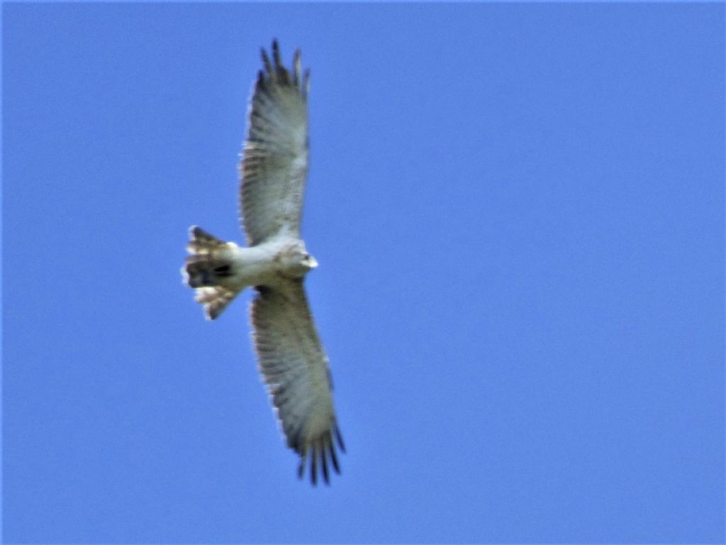 Biancone (Circaetus gallicus)